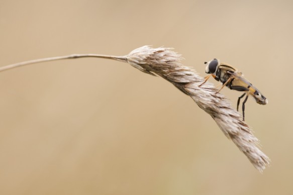 Zweefvlieg