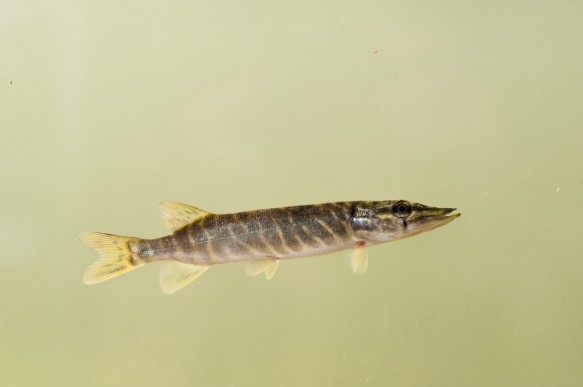 Snoek