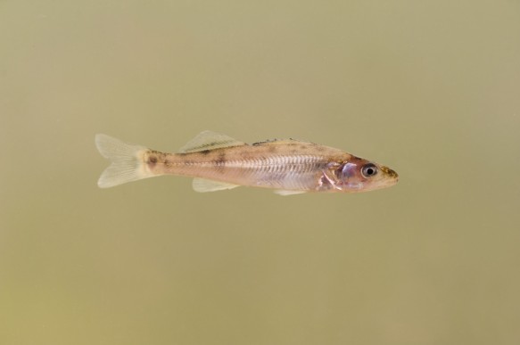 Snoekbaars