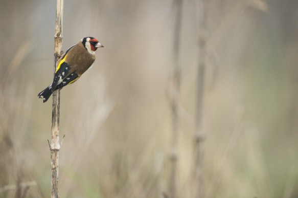 Putter of Distelvink