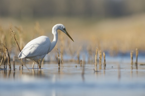 Grote zilverreiger