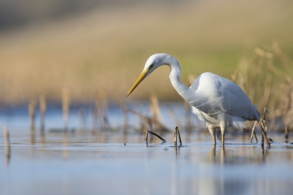 Grote zilverreiger