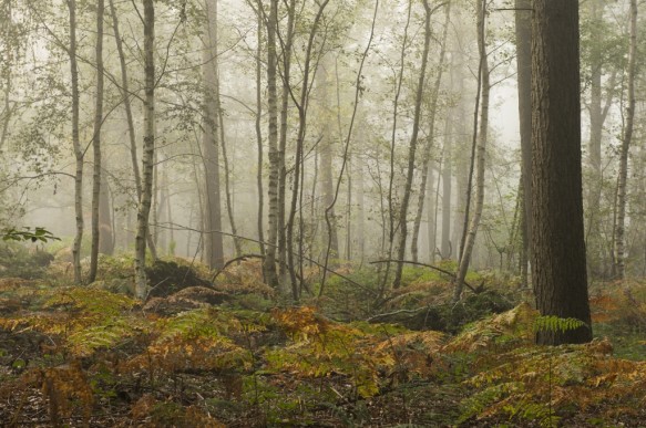Drongengoedbos