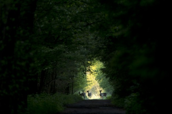 Damherten