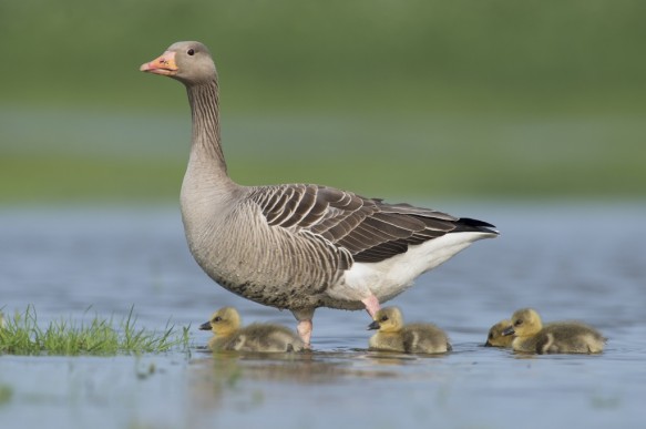 Grauwe gans