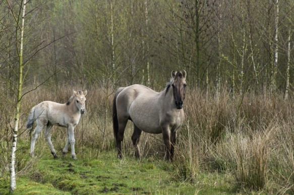 Konikpaarden