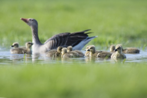 Grauwe gans