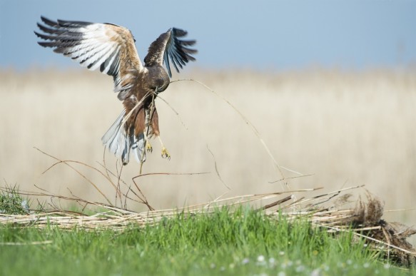 Bruine kiekendief