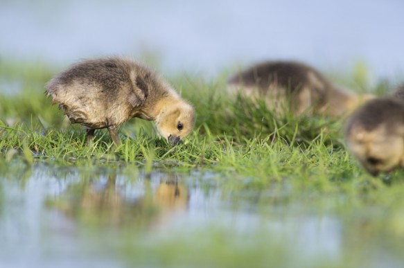 Kuiken van grauwe gans.