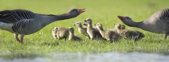 Grauwe gans