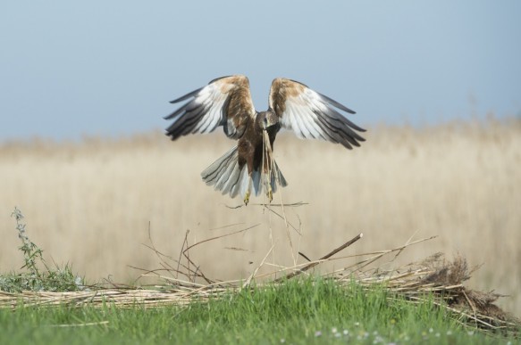 Bruine kiekendief