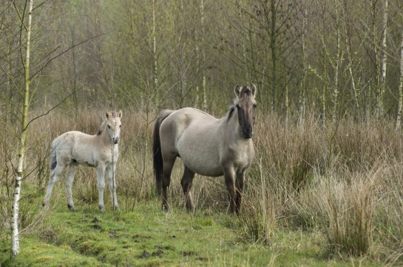 Konikpaarden