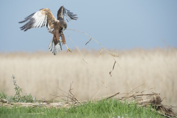 Bruine kiekendief