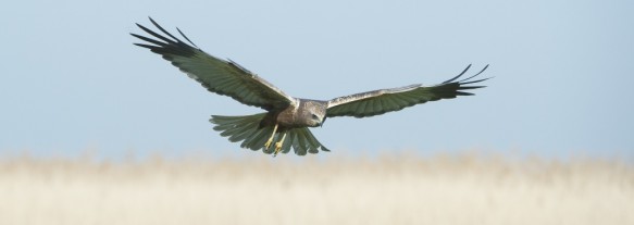 Bruine kiekendief