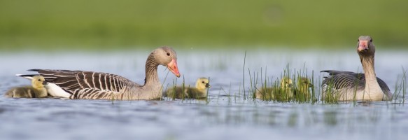 Grauwe gans