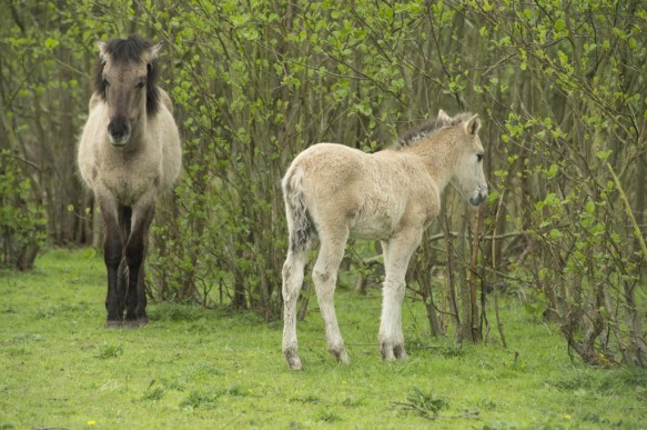 Konik paarden
