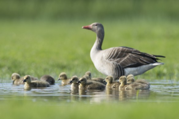 Grauwe gans