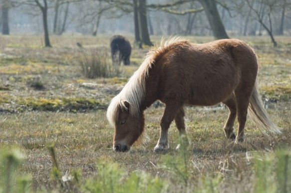 Begrazing met pony's.