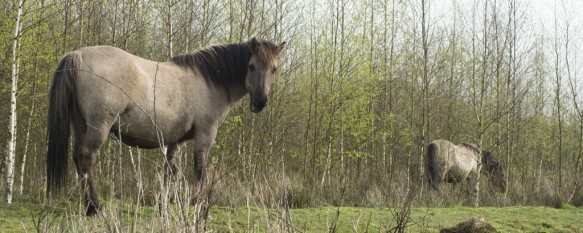 Konikpaarden
