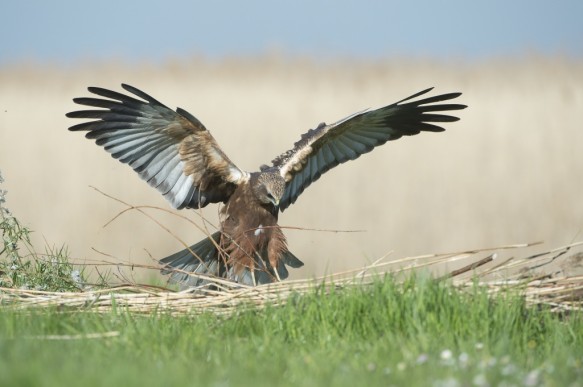 Bruine kiekendief