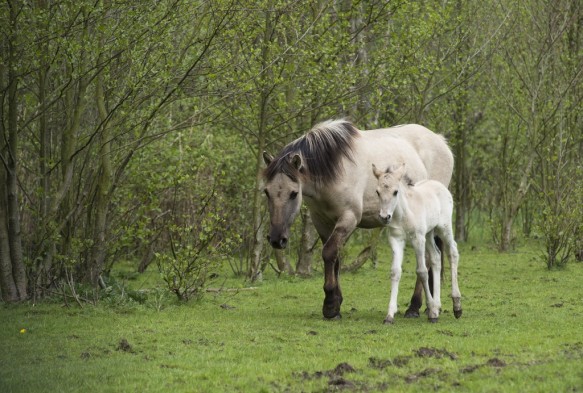Konikpaarden