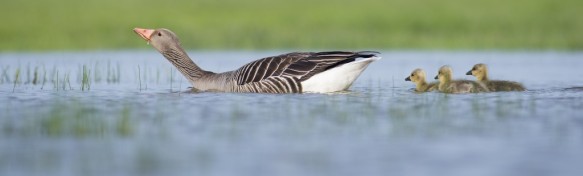 Grauwe gans