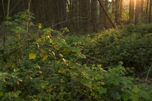 Stropersbos