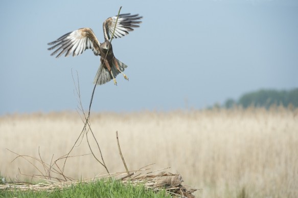 Bruine kiekendief