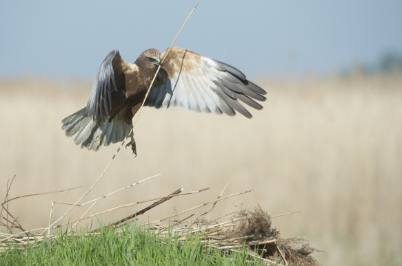 Bruine kiekendief