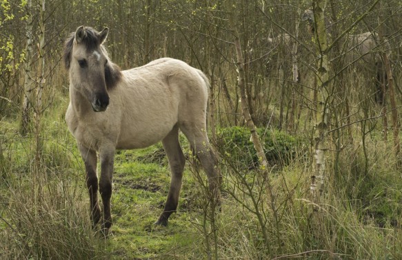 Konikpaarden