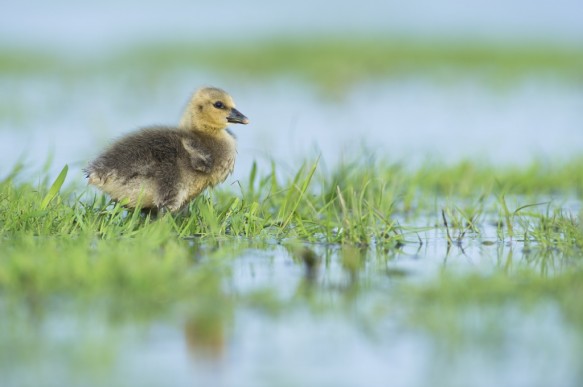 Kuiken van grauwe gans.