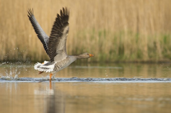 Grauwe gans
