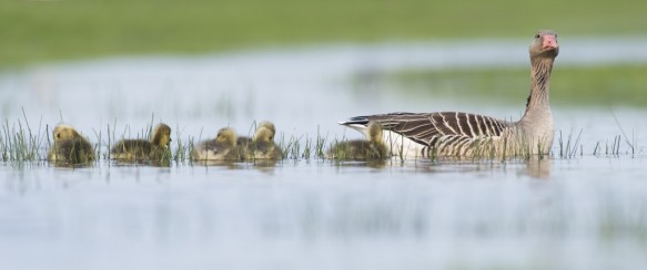 Grauwe gans