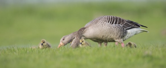 Grauwe gans