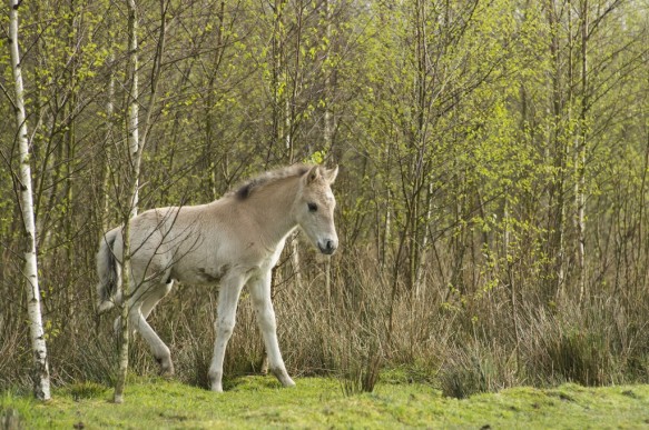 Konikpaarden
