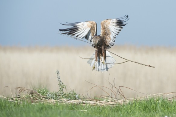 Bruine kiekendief