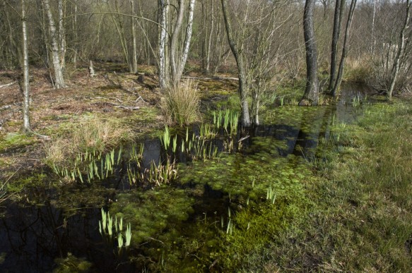 Stropersbos