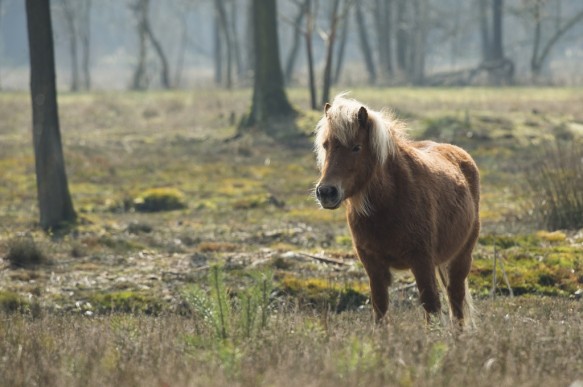 Pony in het Stropersbos