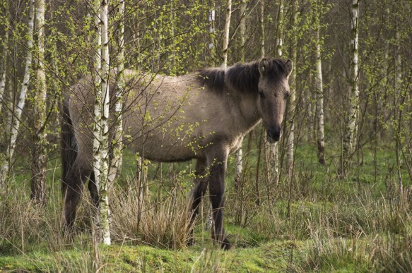 Konikpaarden