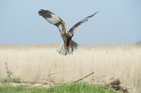 Bruine kiekendief