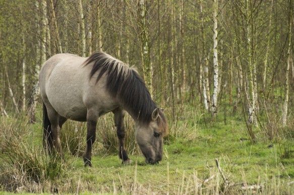 Konikpaarden