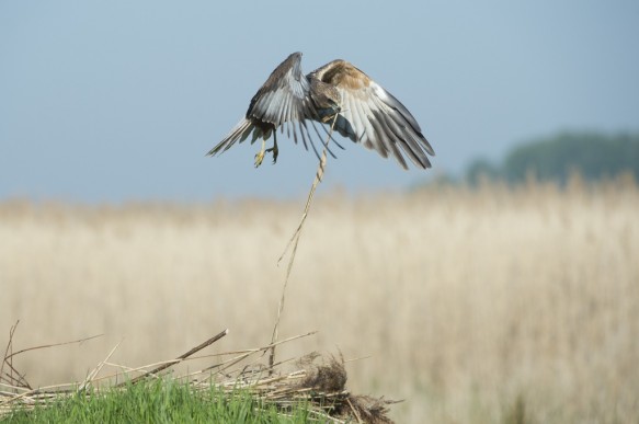 Bruine kiekendief