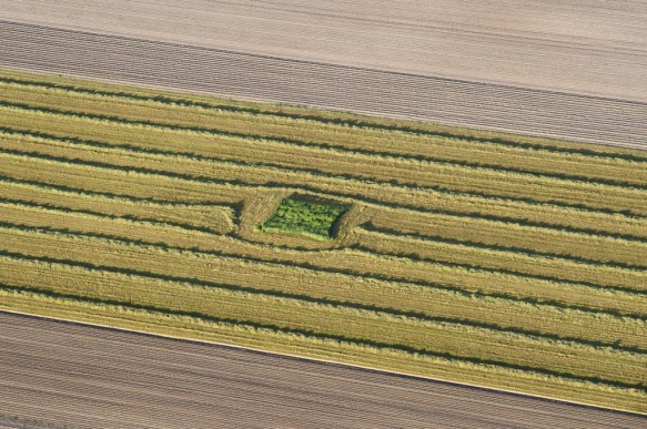 Nestbescherming van bruine kiekendief.