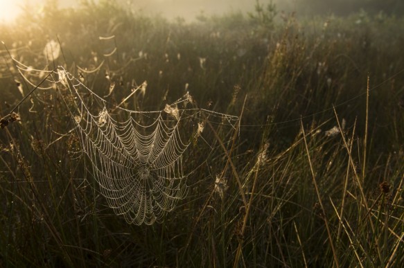 Spinnenweb