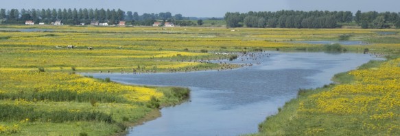 Doelpolder