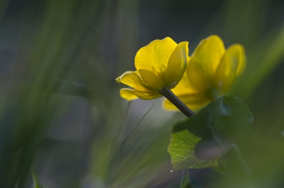 Dotterbloem