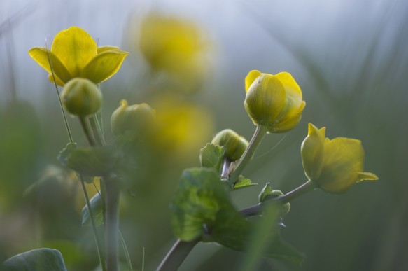 Dotterbloem