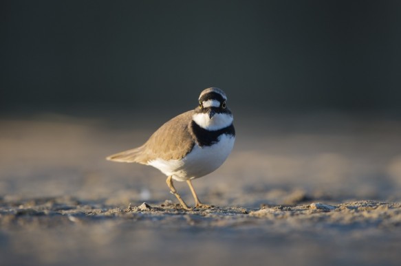 Kleine plevier