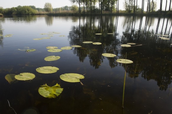 De Grote kreek.