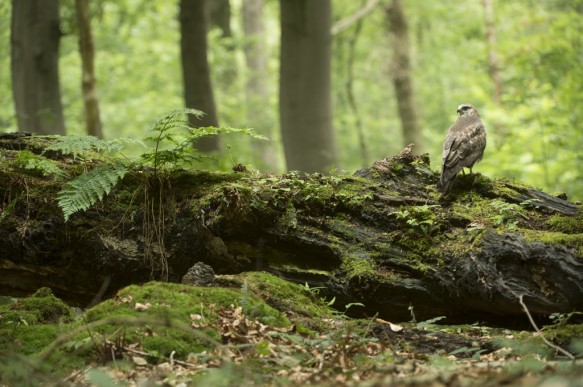 Buizerd